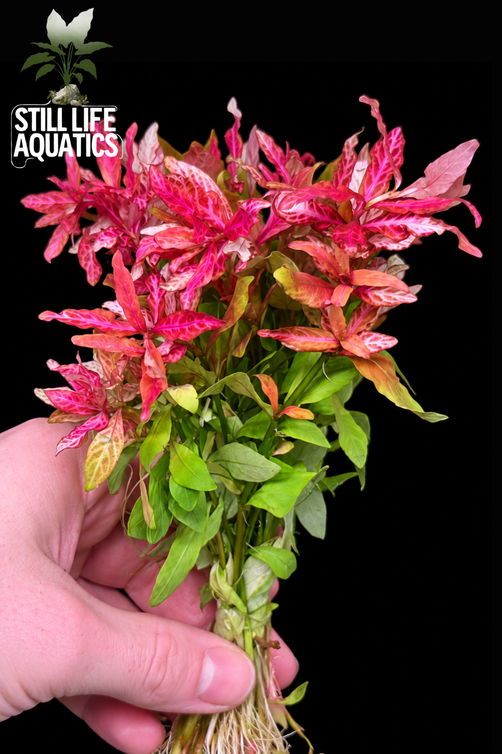 Hygrophila Rosanervig