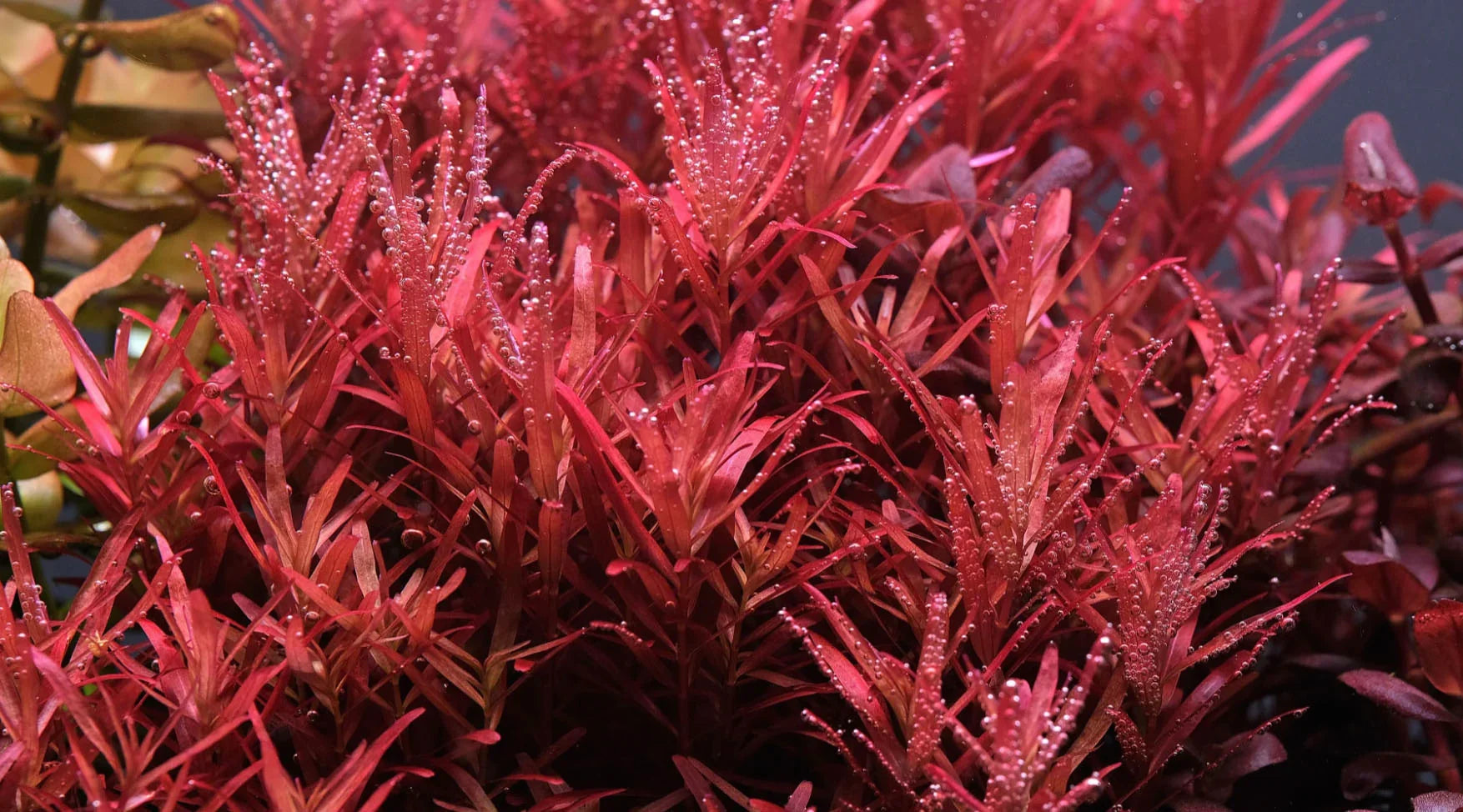 Rotala 'Blood Red'