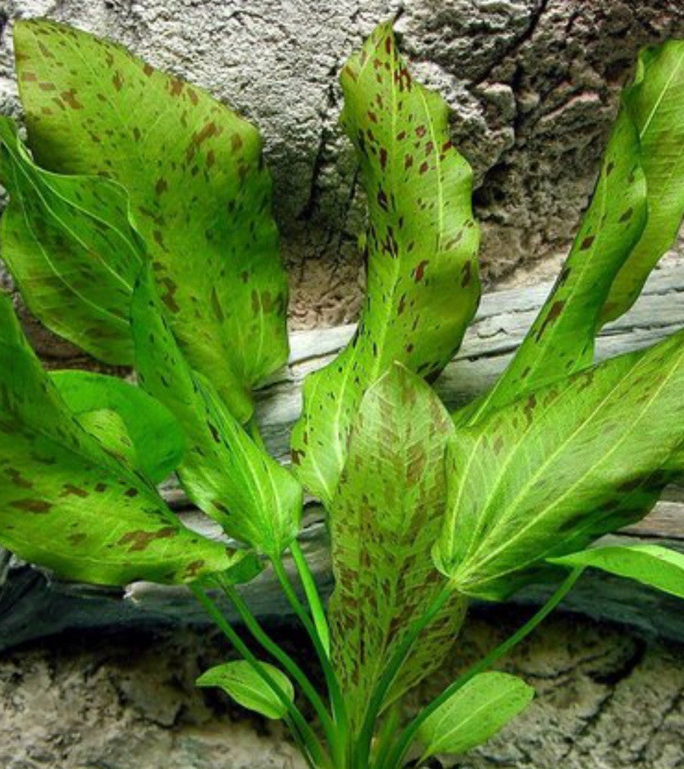 Echinodorus Ozelot Green