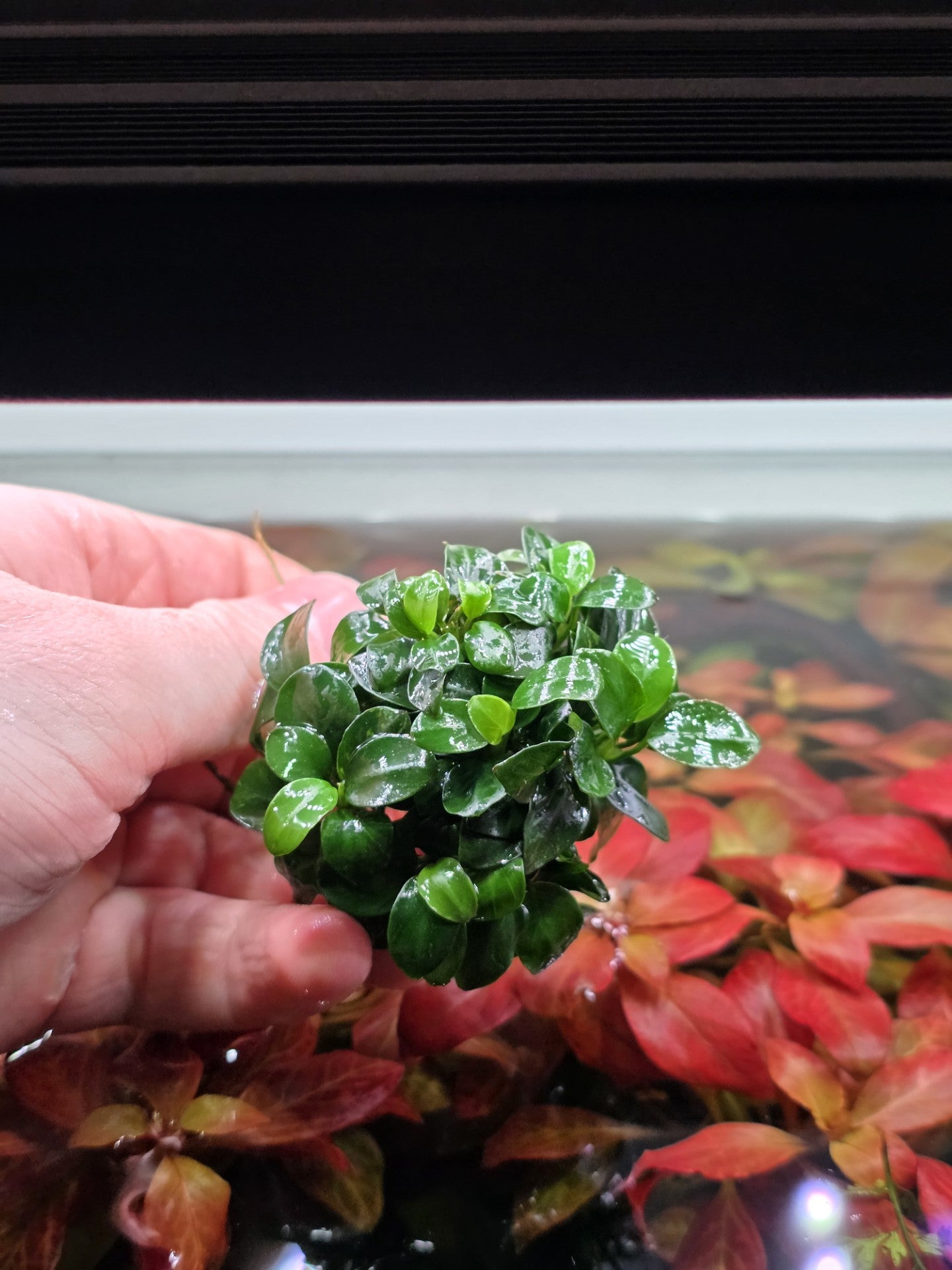 Anubias Nana Petite Clump