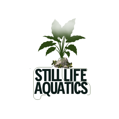 Still Life Aquatics